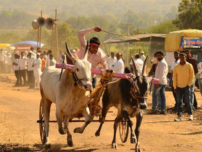 bullock cart Race News | ...तर बंदी झुगारून बैलगाडा घाटात पळवू bullock cart Race News | ...तर बंदी झुगारून बैलगाडा घाटात पळवू
